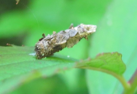 Astuccio di Psychidae